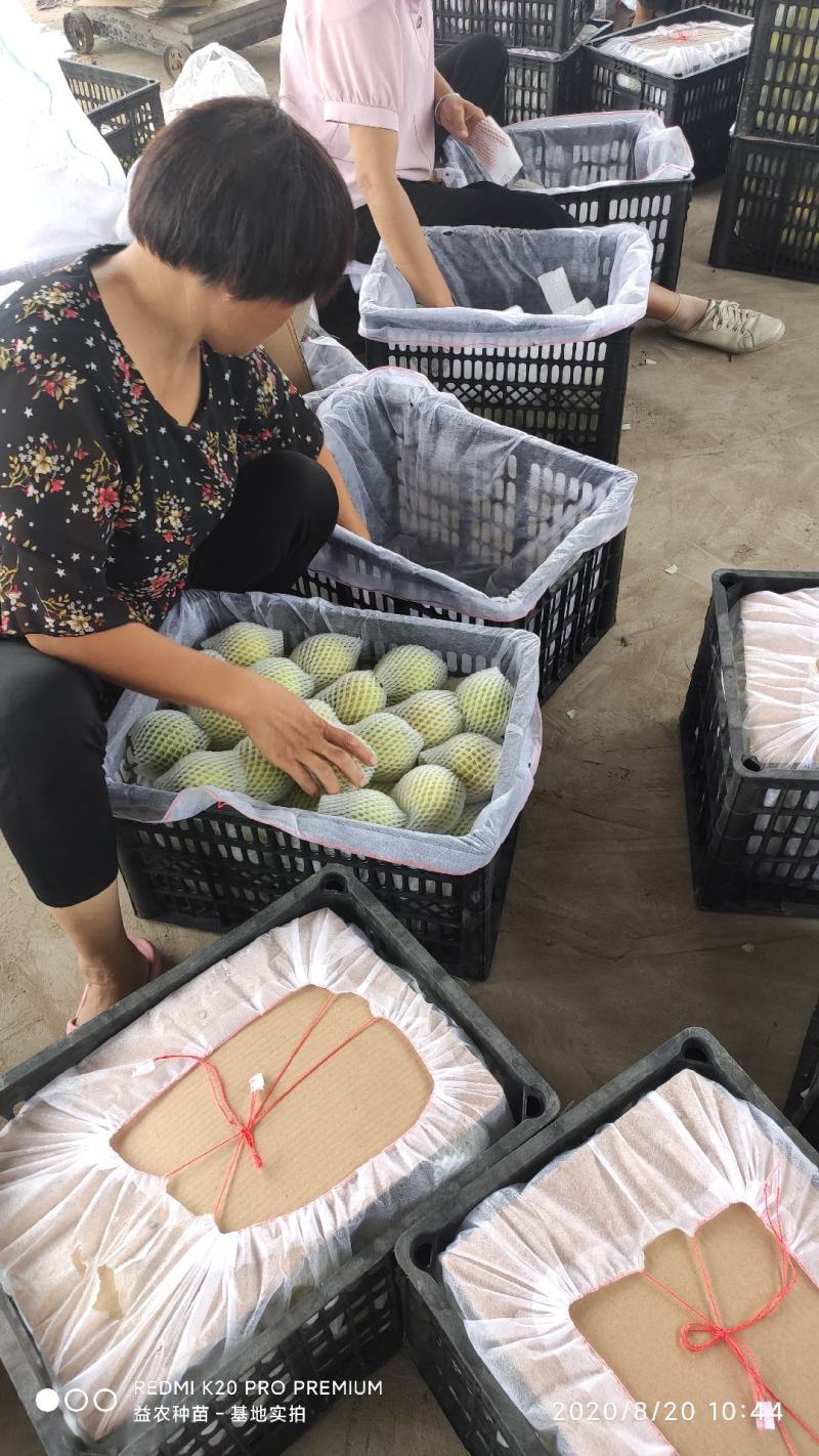 砀山皇冠梨、脆甜可口多汁，皮薄肉厚、产地直销、一条龙服务！