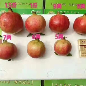 突尼斯软籽石榴5斤小果19包邮，诚招全国代理，一件代发