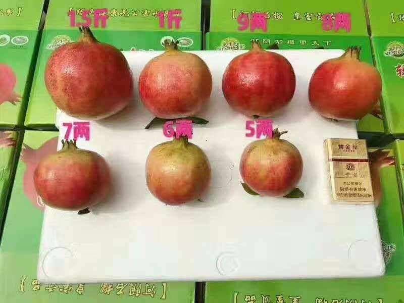 突尼斯软籽石榴5斤小果19包邮，诚招全国代理，一件代发