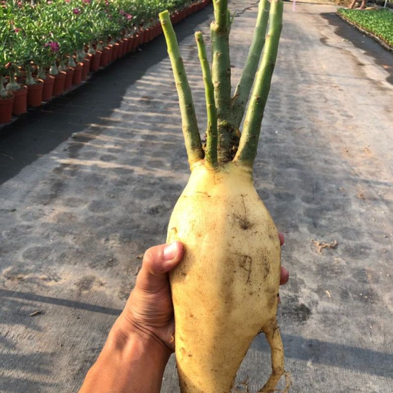 沙漠玫瑰盆栽单瓣多瓣花混合观花苗植物好养四季开花不断花卉