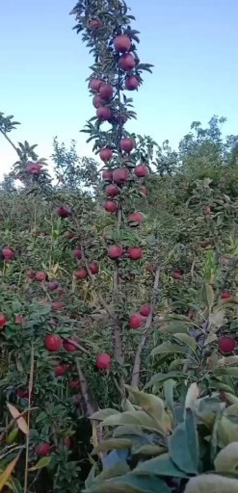 红星苹果
