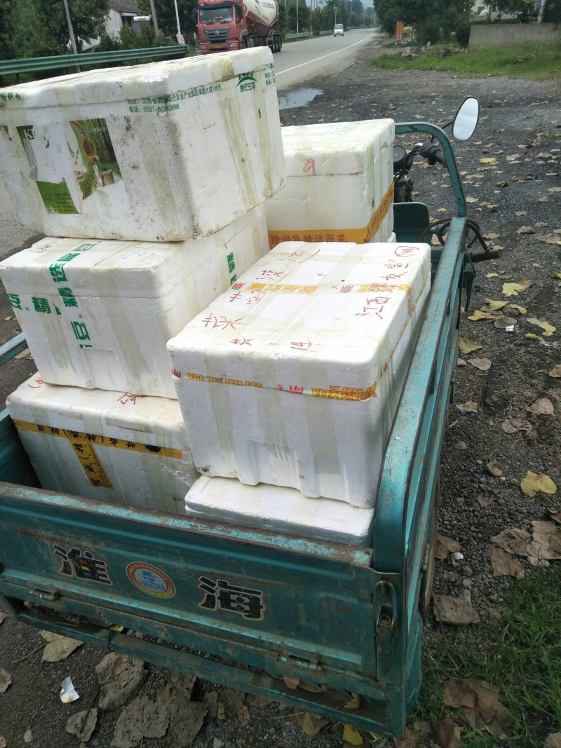 朝天椒苗日交易额破万量大从优欢迎采购实地考察包技术指导