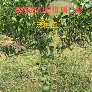 柑桔苗..品种齐全.营养杯苗.裸根苗.假值苗.1到2公分
