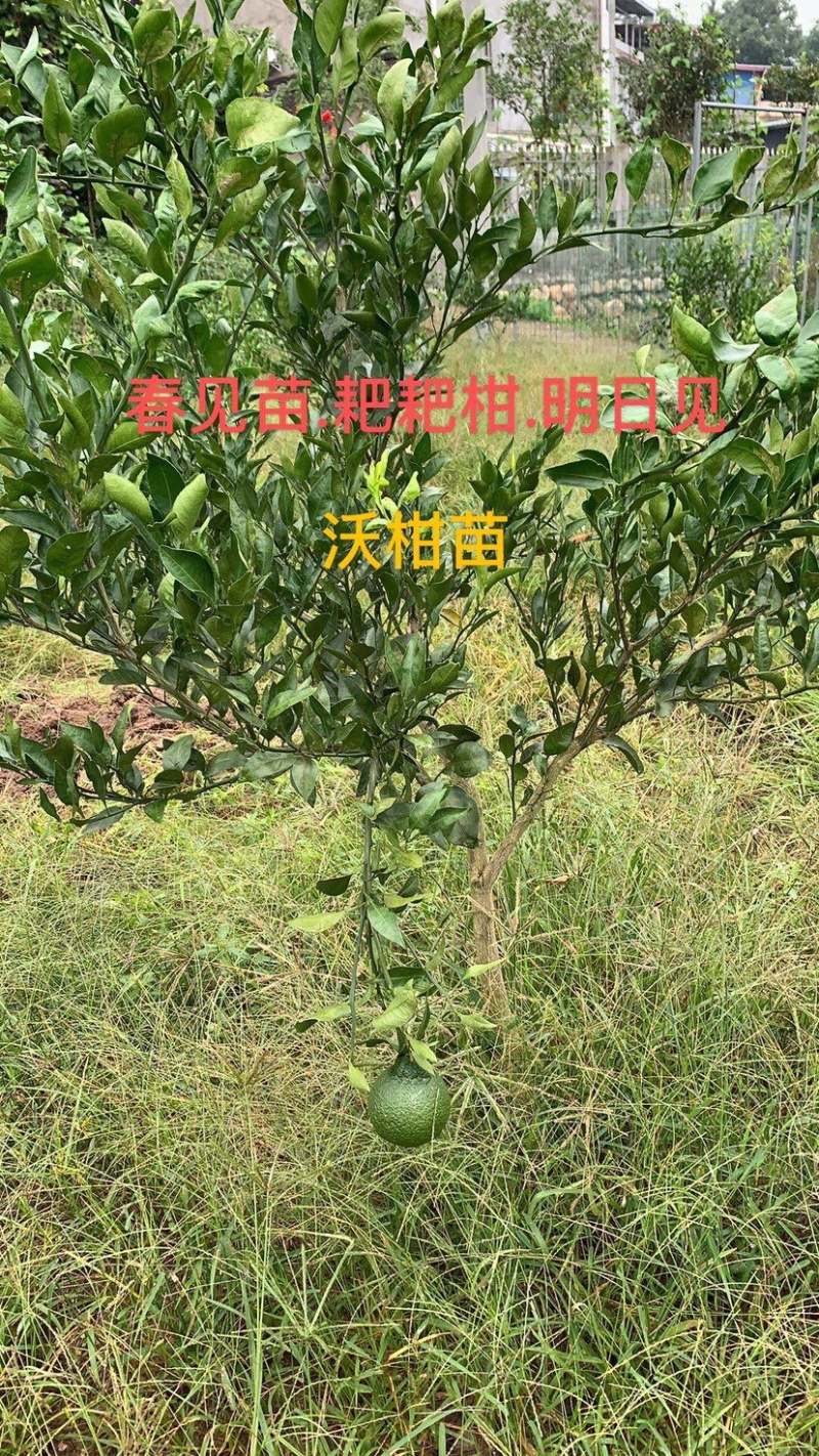 柑桔苗..品种齐全.营养杯苗.裸根苗.假值苗.1到2公分