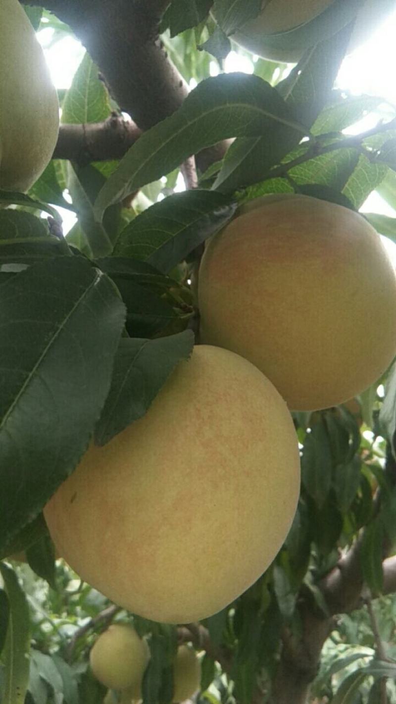 双节红大甜桃耐运输口感好