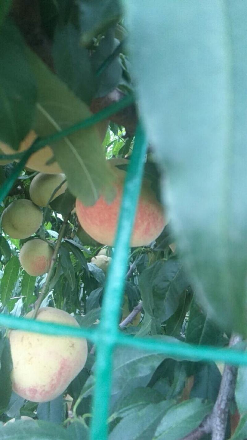 双节红大甜桃耐运输口感好