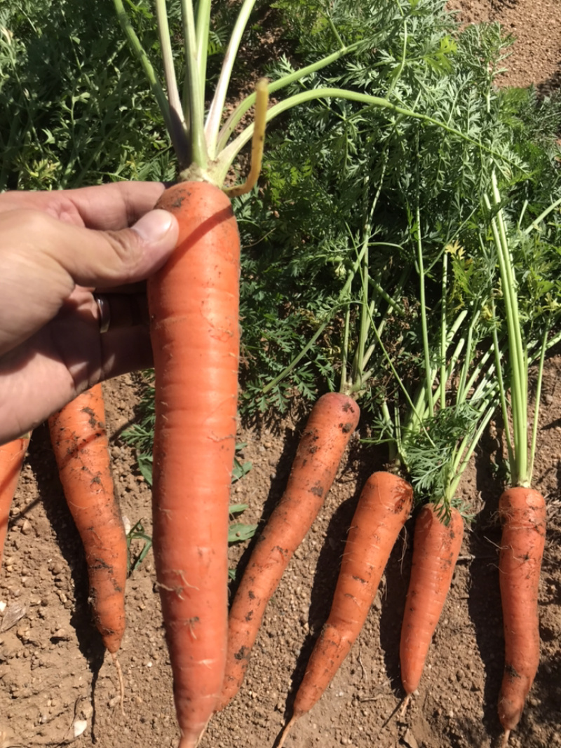 出售红萝卜🥕，四十亩，一亩多少钱，整体亩出售