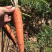 出售红萝卜🥕，四十亩，一亩多少钱，整体亩出售