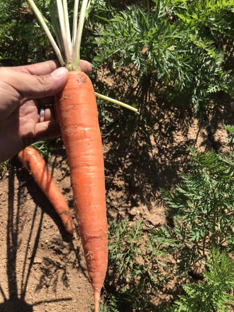 出售红萝卜🥕，四十亩，一亩多少钱，整体亩出售