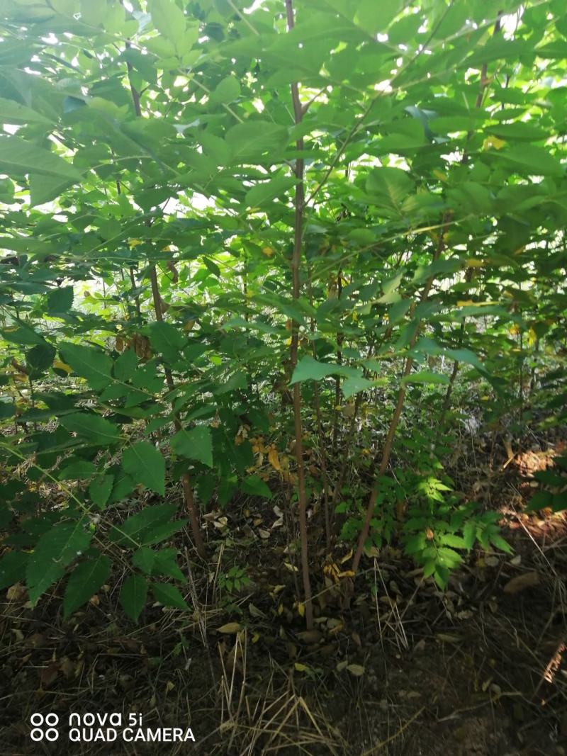 栾树苗，优质栾树苗，大规格栾树
