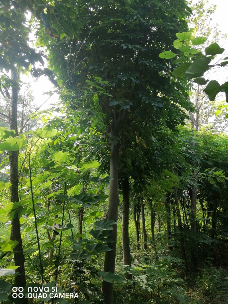 栾树苗，优质栾树苗，大规格栾树