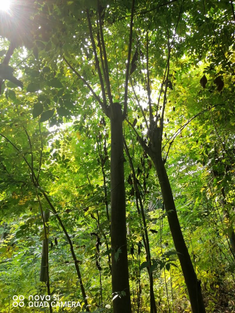 栾树苗，优质栾树苗，大规格栾树