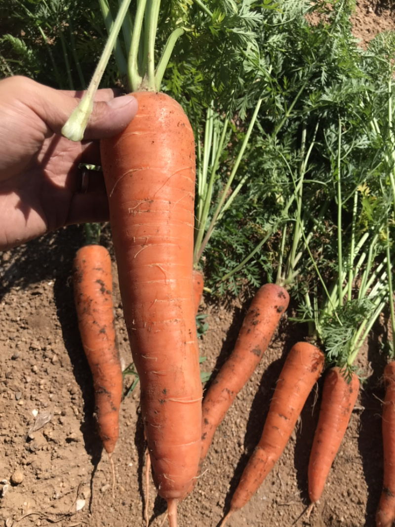 出售红萝卜🥕，四十亩，一亩多少钱，整体亩出售