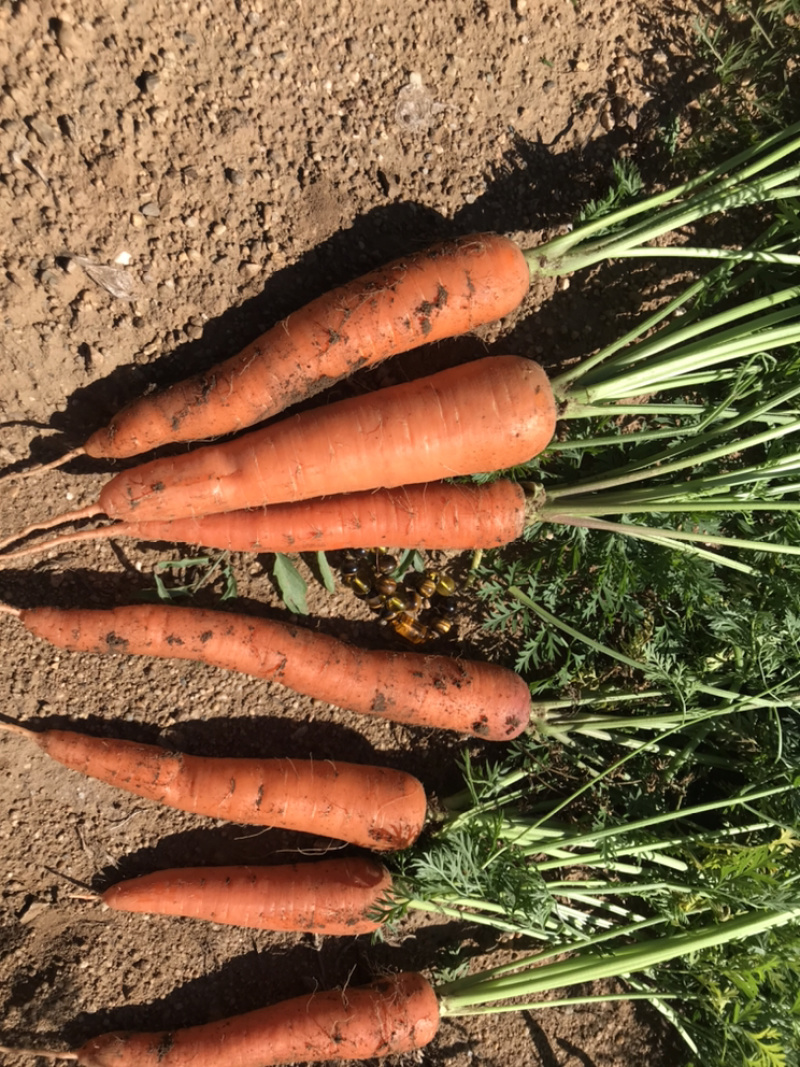 出售红萝卜🥕，四十亩，一亩多少钱，整体亩出售