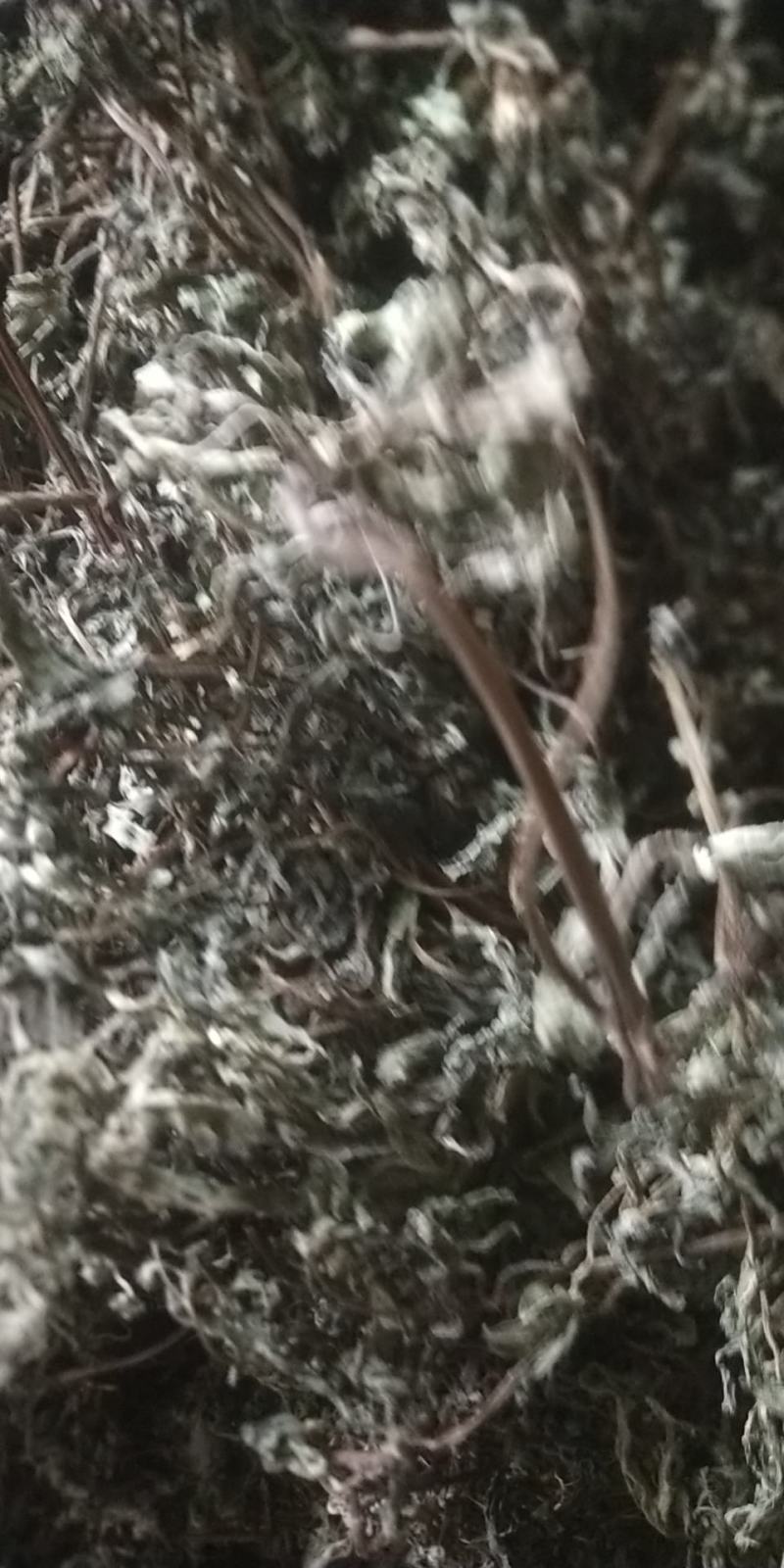 旱莲草旱莲草大货分前期和后中期二种可加工打粉细四十目至六
