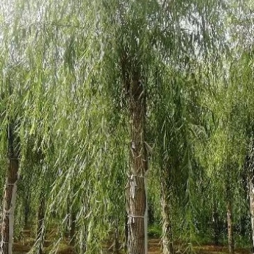 出售垂柳，嫁接垂柳，15～20公分垂柳，苗圃直销嫁接垂柳