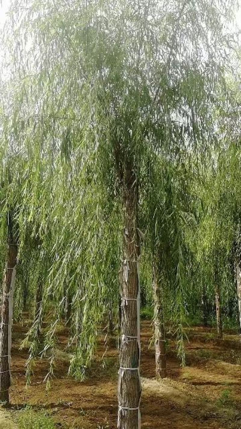 出售垂柳，嫁接垂柳，15～20公分垂柳，苗圃直销嫁接垂柳