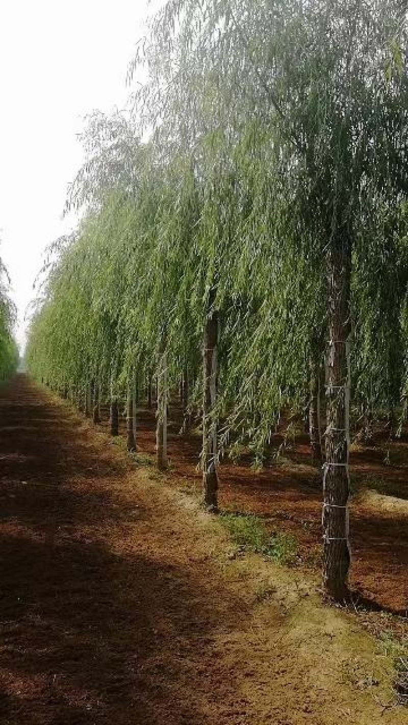 出售垂柳，嫁接垂柳，15～20公分垂柳，苗圃直销嫁接垂柳