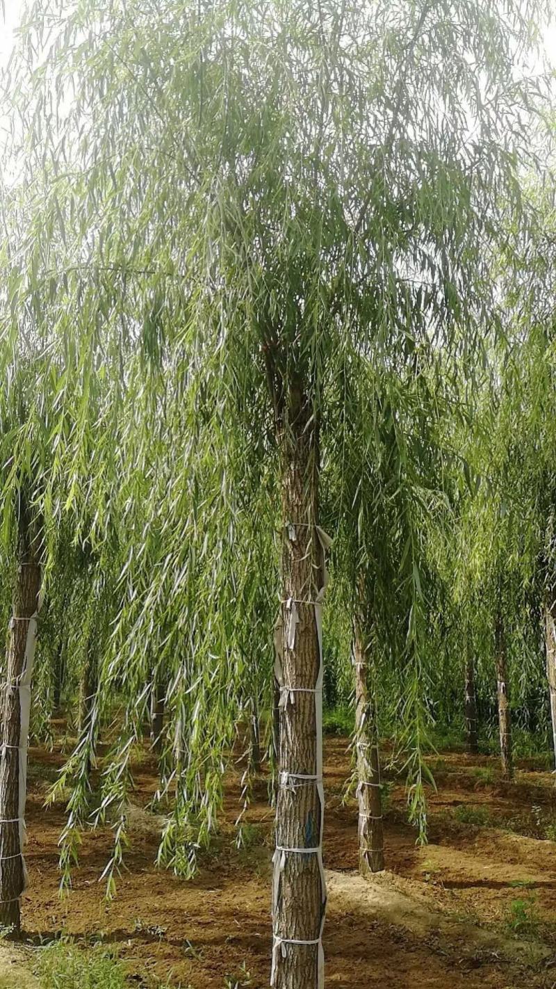出售垂柳，嫁接垂柳，15～20公分垂柳，苗圃直销嫁接垂柳