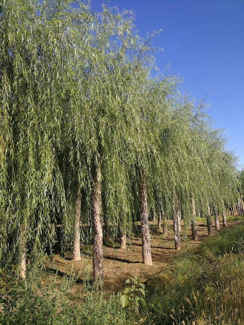 出售垂柳，嫁接垂柳，15～20公分垂柳，苗圃直销嫁接垂柳