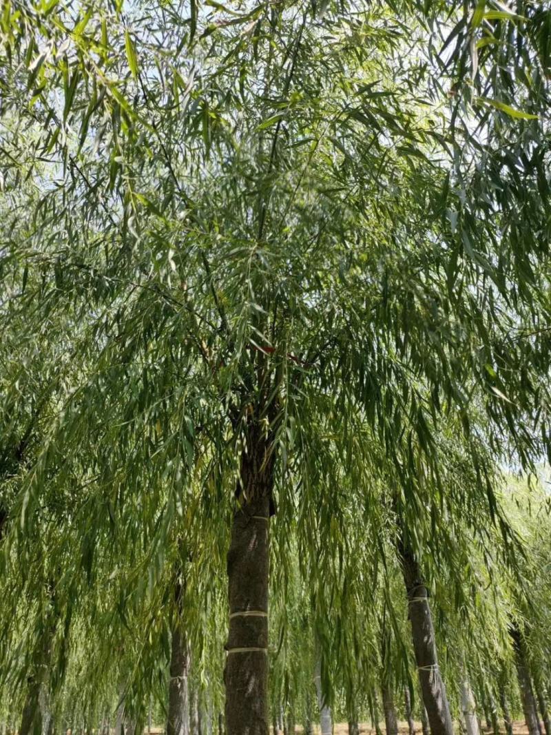 出售垂柳，嫁接垂柳，15～20公分垂柳，苗圃直销嫁接垂柳