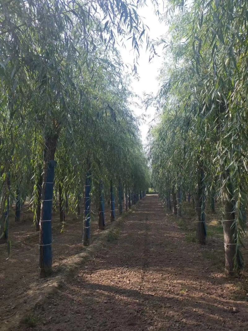 出售垂柳，嫁接垂柳，15～20公分垂柳，苗圃直销嫁接垂柳