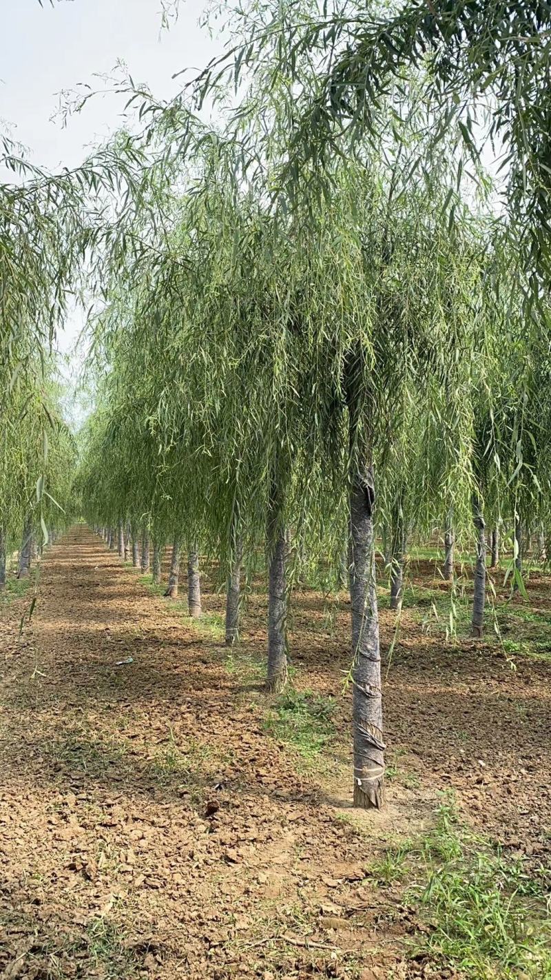 出售垂柳，嫁接垂柳，15～20公分垂柳，苗圃直销嫁接垂柳