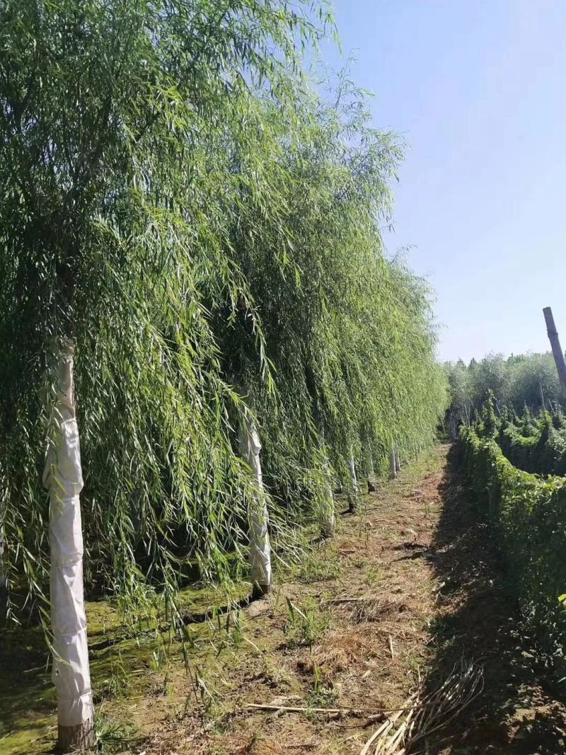 出售垂柳，嫁接垂柳，15～20公分垂柳，苗圃直销嫁接垂柳