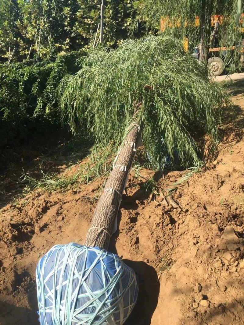 出售垂柳，嫁接垂柳，15～20公分垂柳，苗圃直销嫁接垂柳