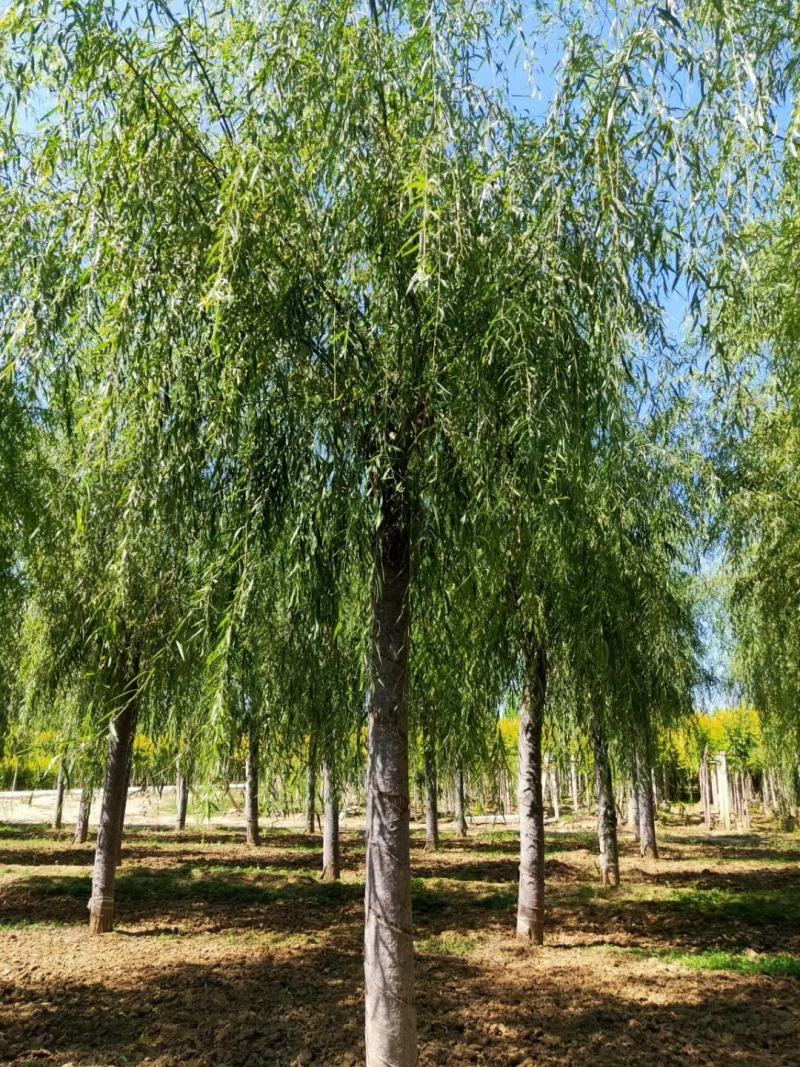 出售垂柳，嫁接垂柳，15～20公分垂柳，苗圃直销嫁接垂柳