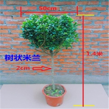 米兰盆栽浓香型开花植物花卉四季常青