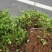 金银花苗，基地直发包存活，南北方种植包技术指导