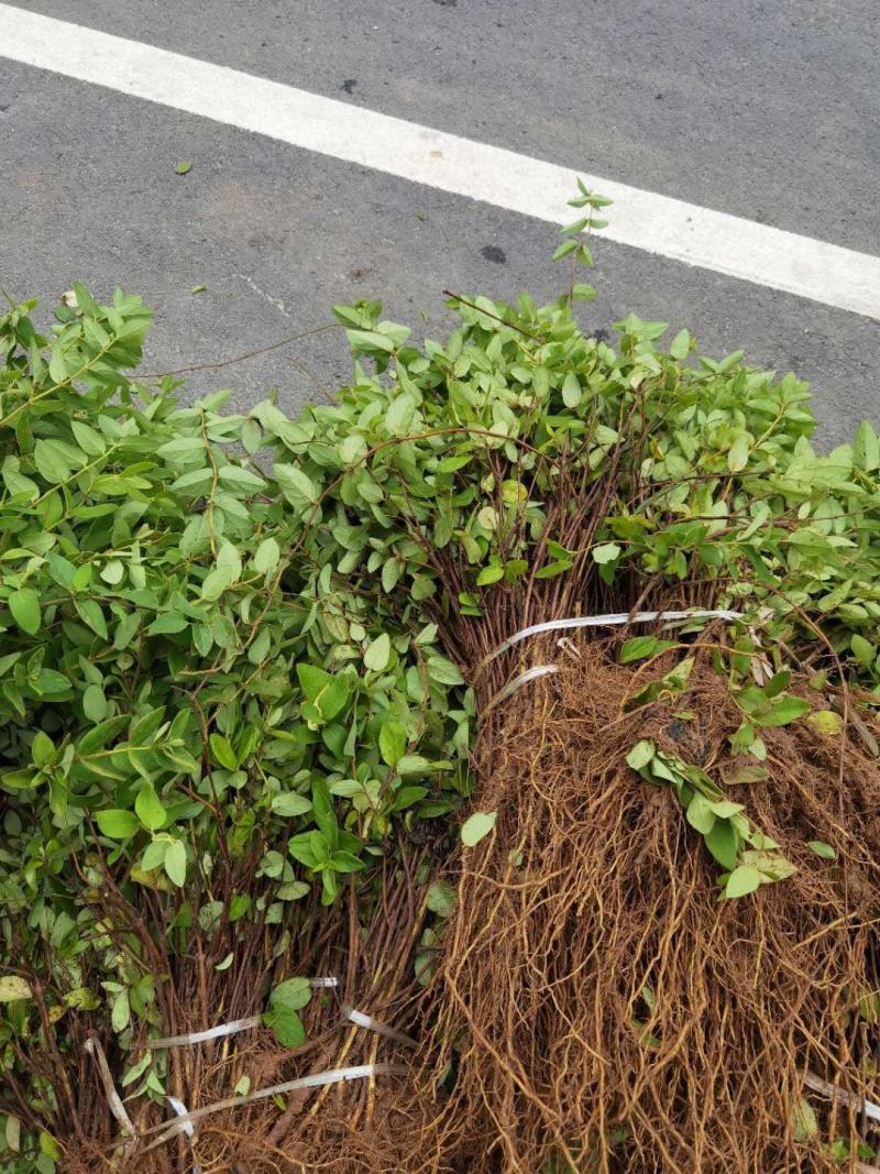 金银花苗，基地直发包存活，南北方种植包技术指导