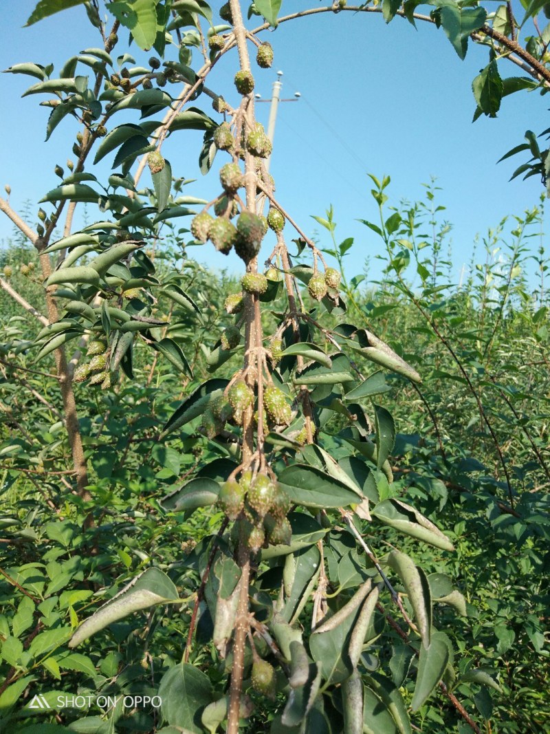 洛阳嵩县闫庄莲翘种植园