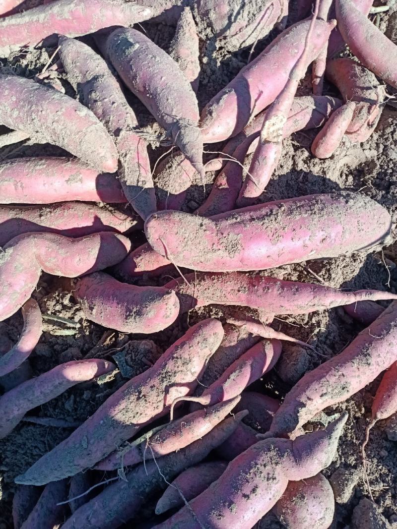 河北西瓜红，红薯蜜薯一手货源，基地直供，纯沙地，无沟眼