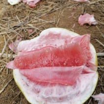 广西宾阳三红蜜柚，够甜水份足