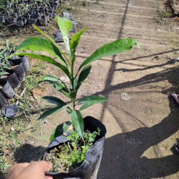 香水柠檬四季香水柠檬杯苗