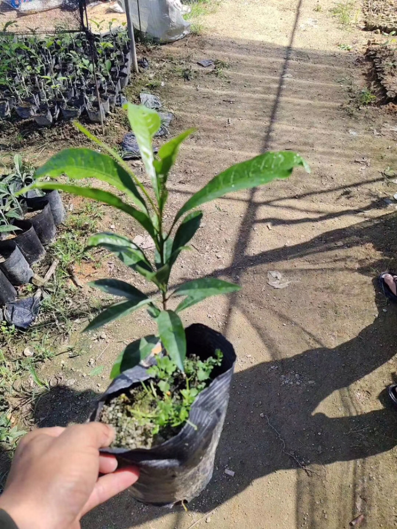 香水柠檬四季香水柠檬杯苗
