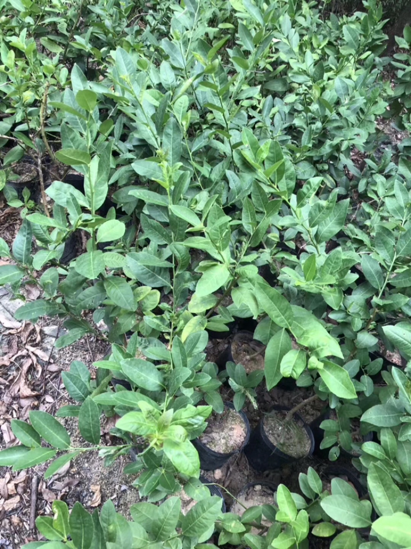 香水柠檬四季香水柠檬杯苗