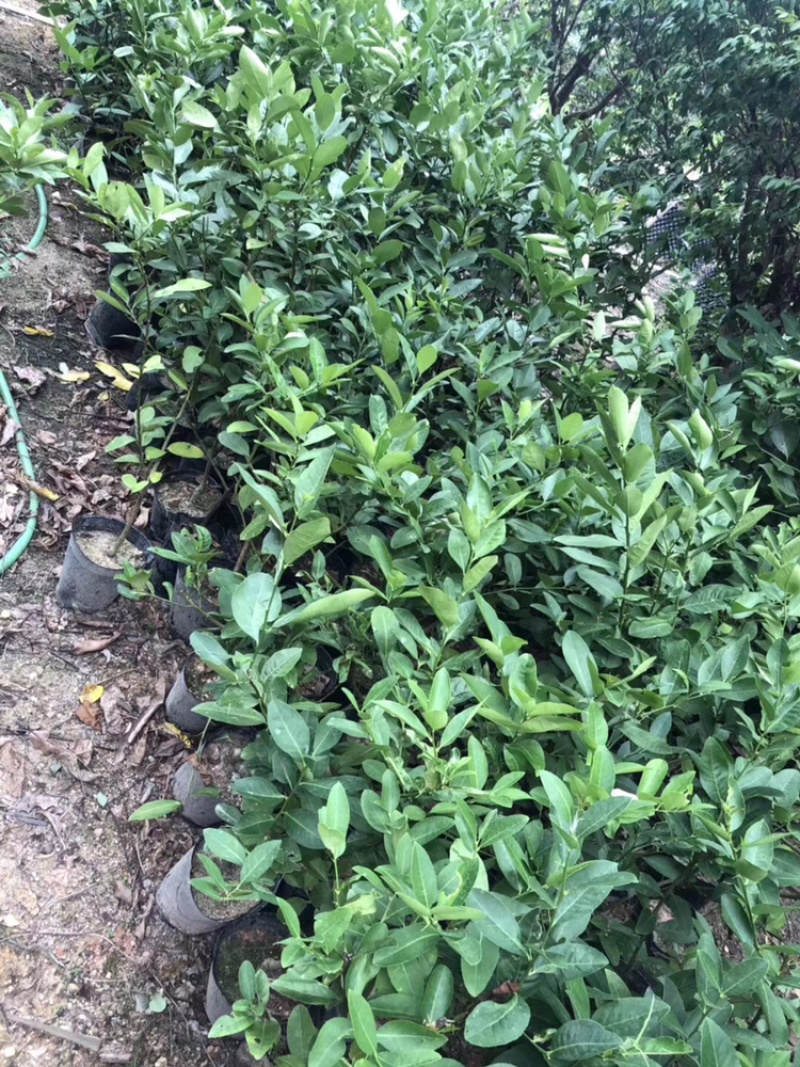 香水柠檬四季香水柠檬杯苗