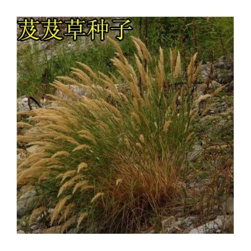 芨芨草种子芨芨草优质牧草种子水草绿化种子耐旱防风固沙量大