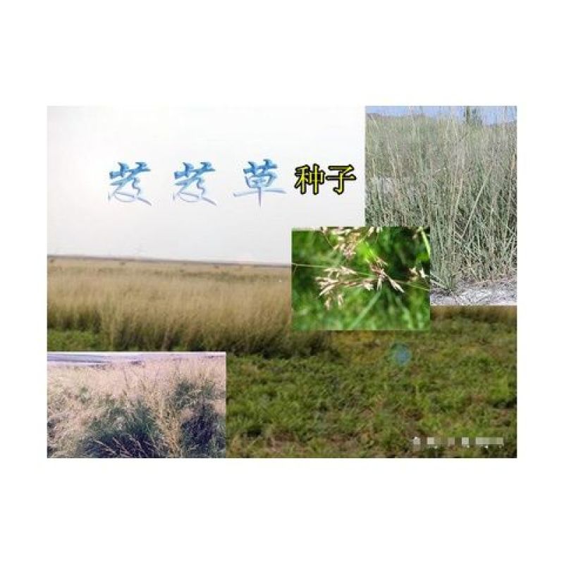 芨芨草种子芨芨草优质牧草种子水草绿化种子耐旱防风固沙量大