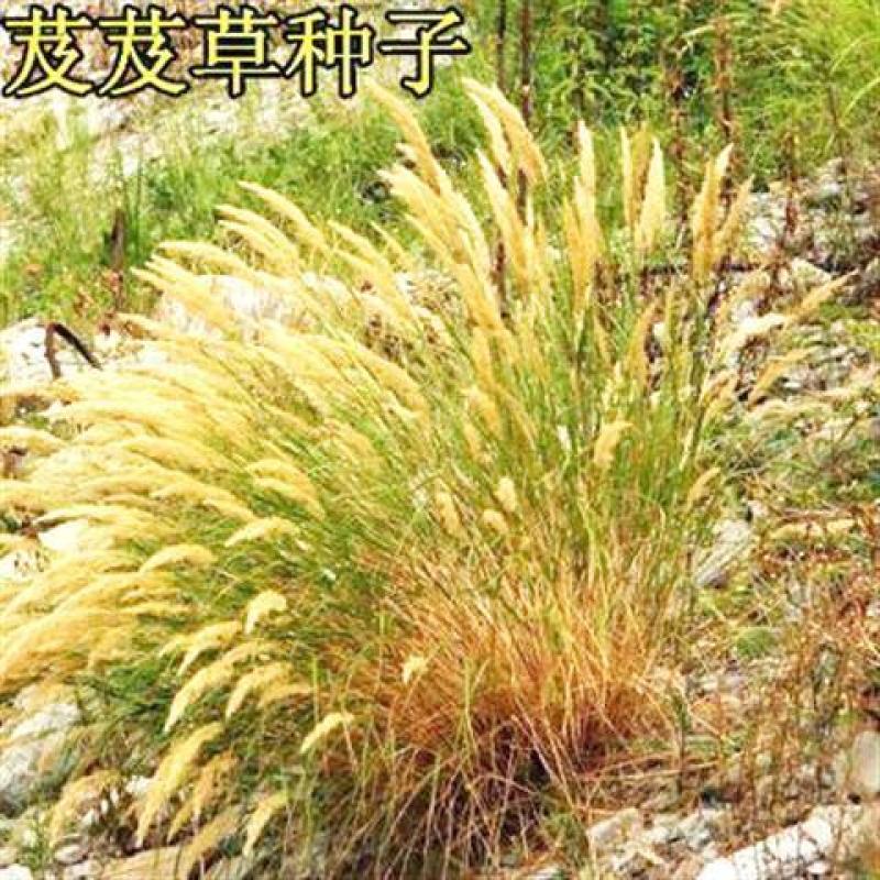 芨芨草种子芨芨草优质牧草种子水草绿化种子耐旱防风固沙量大