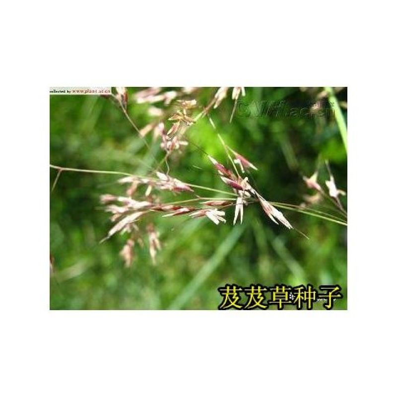 芨芨草种子芨芨草优质牧草种子水草绿化种子耐旱防风固沙量大