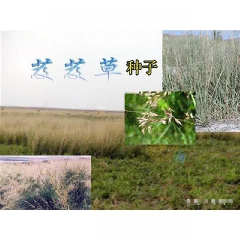 芨芨草种子芨芨草优质牧草种子水草绿化种子耐旱防风固沙量大