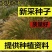 芨芨草种子芨芨草优质牧草种子水草绿化种子耐旱防风固沙量大