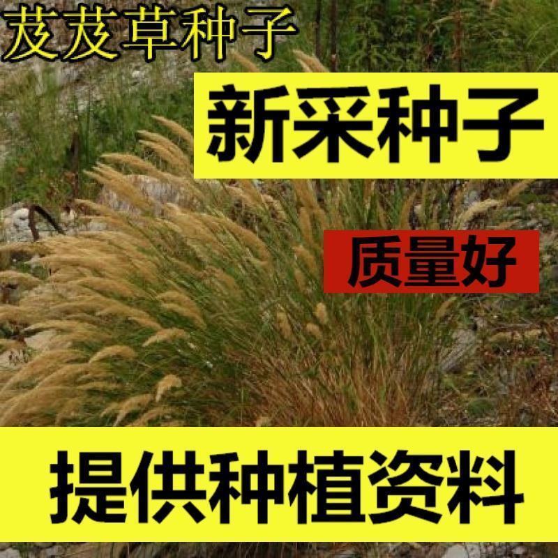 芨芨草种子芨芨草优质牧草种子水草绿化种子耐旱防风固沙量大