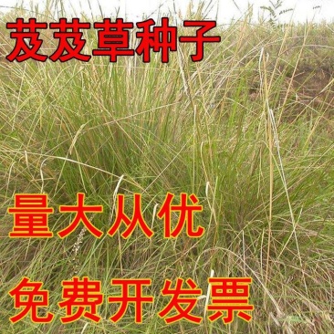 芨芨草种子芨芨草优质牧草种子水草绿化种子耐旱防风固沙量大