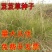 芨芨草种子芨芨草优质牧草种子水草绿化种子耐旱防风固沙量大