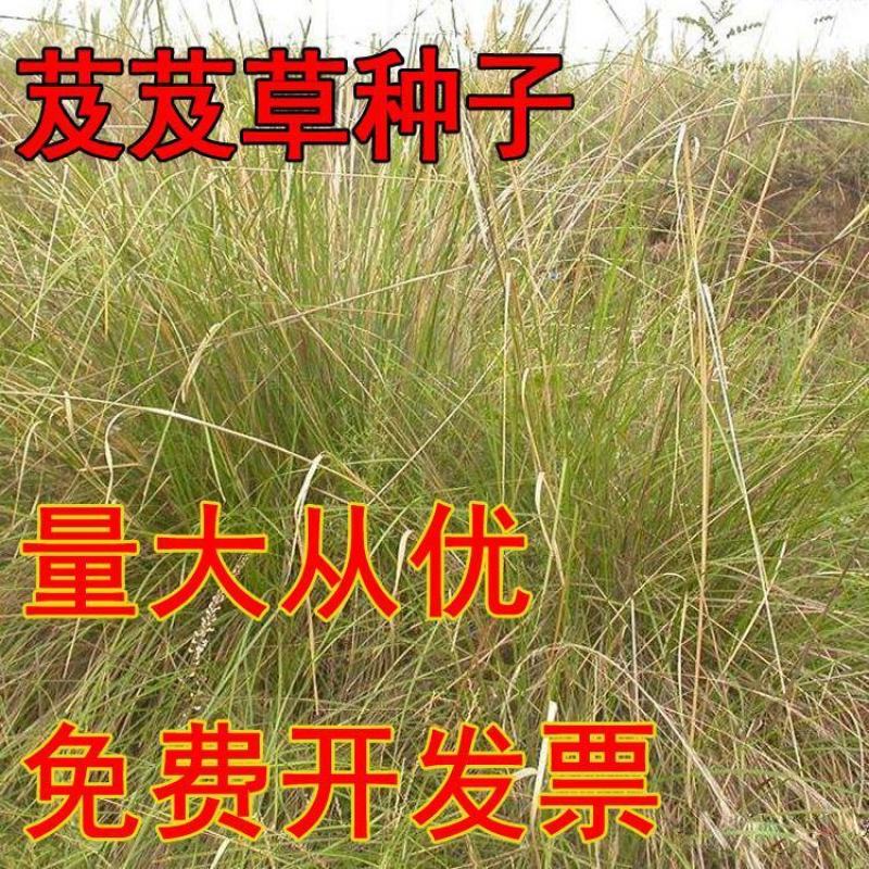 芨芨草种子芨芨草优质牧草种子水草绿化种子耐旱防风固沙量大